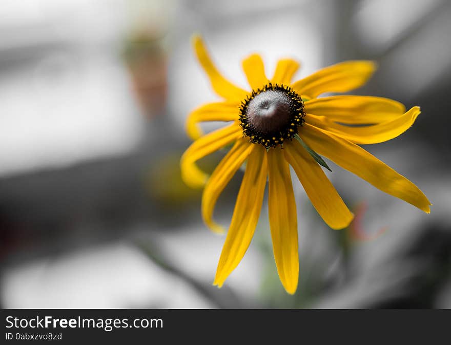 Sunflower, just as its name implies is the place to sunlight the flowers open, see sunflower as if see the sun, as if see the hope