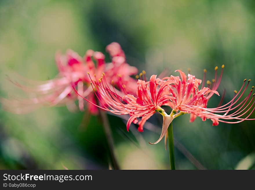 Safflower lycoris radiata