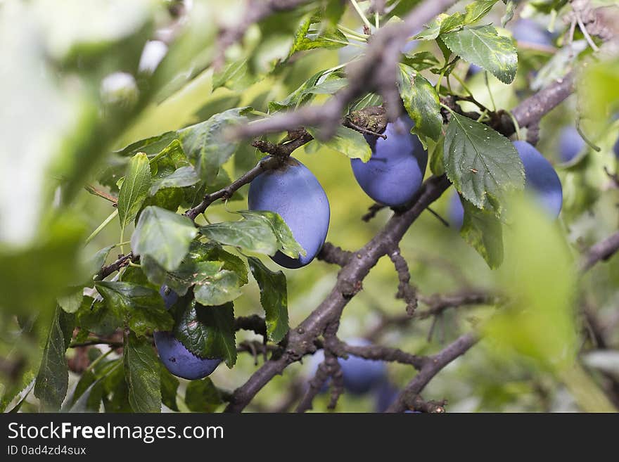 Naturally grown plums in local garden. Naturally grown plums in local garden