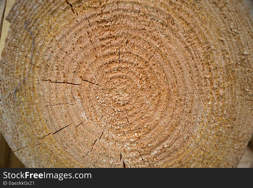 Wood Tree Rings Texture grey Background
