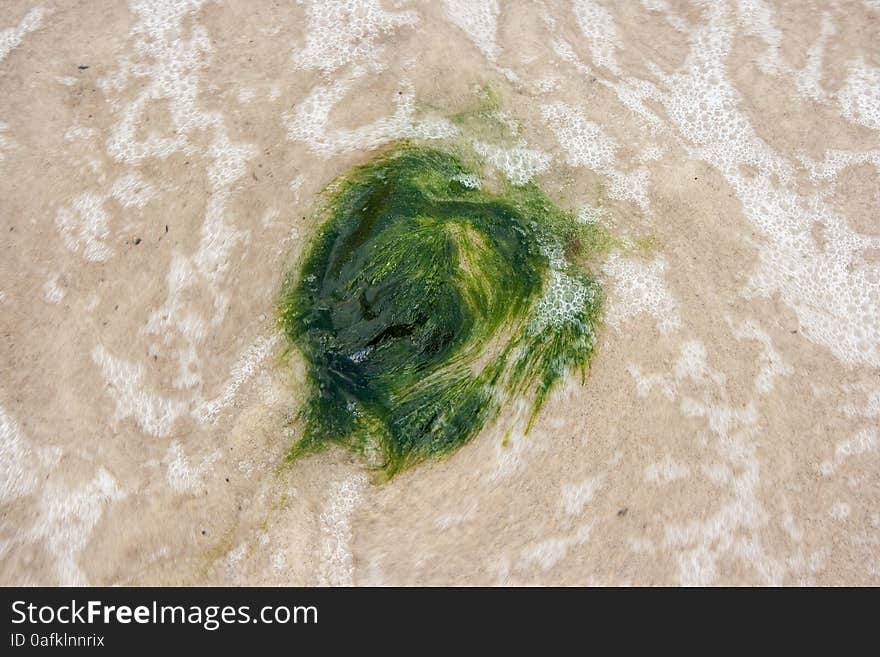 Abstract background with seaweed on the sand