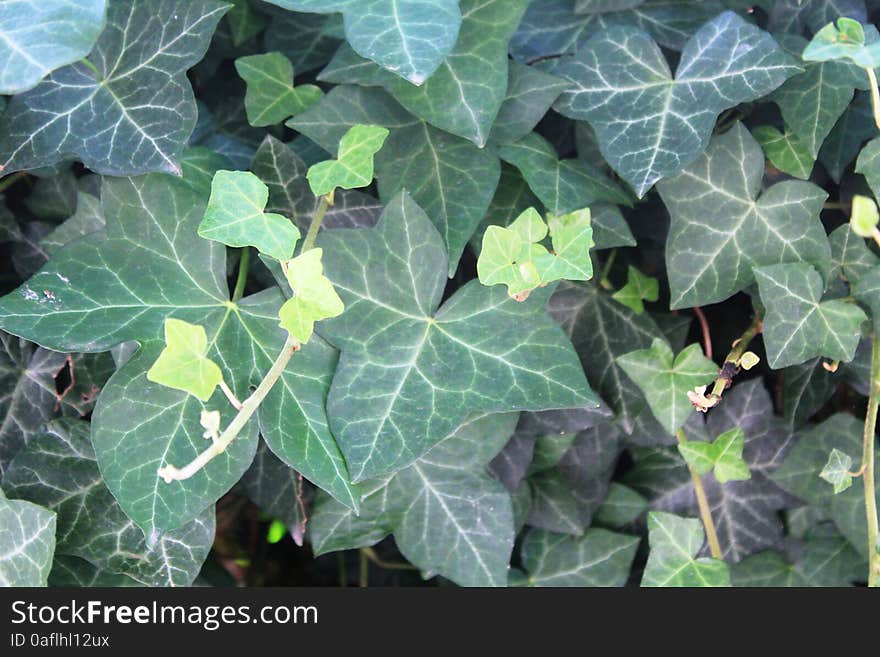 Hedera, commonly called ivy on the ground