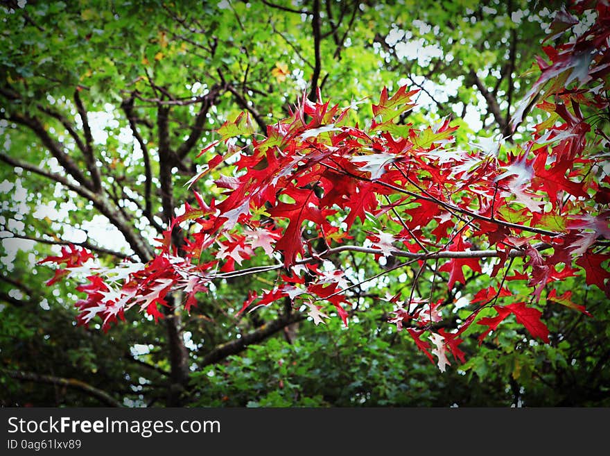 Red Autumn Leaves Against Green Trees