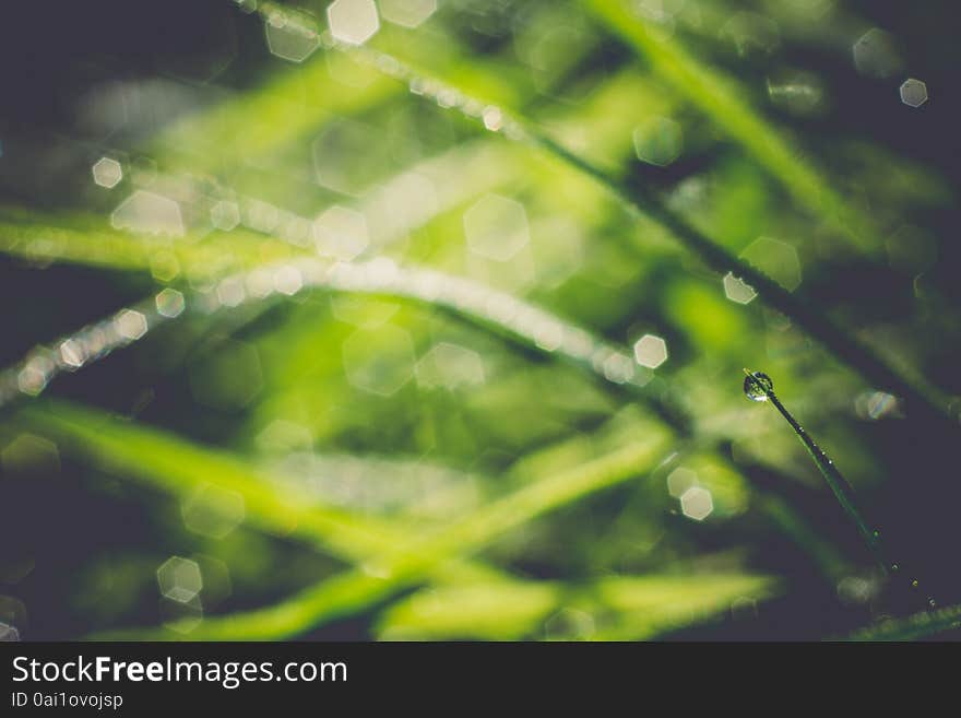 Morning green grass with drops of water, macro photo with bokeh lights, vintage background. Morning green grass with drops of water, macro photo with bokeh lights, vintage background.