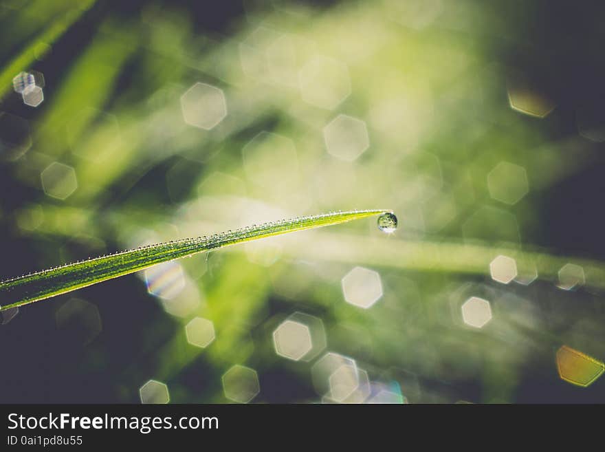 Grass Background Shallow Dof Retro