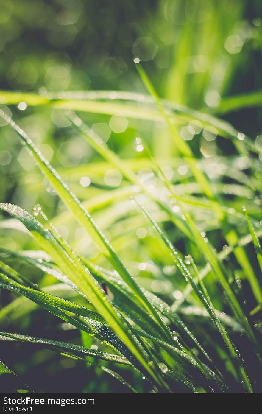 Morning green grass with drops of water, macro photo with bokeh lights, vintage background. Morning green grass with drops of water, macro photo with bokeh lights, vintage background.