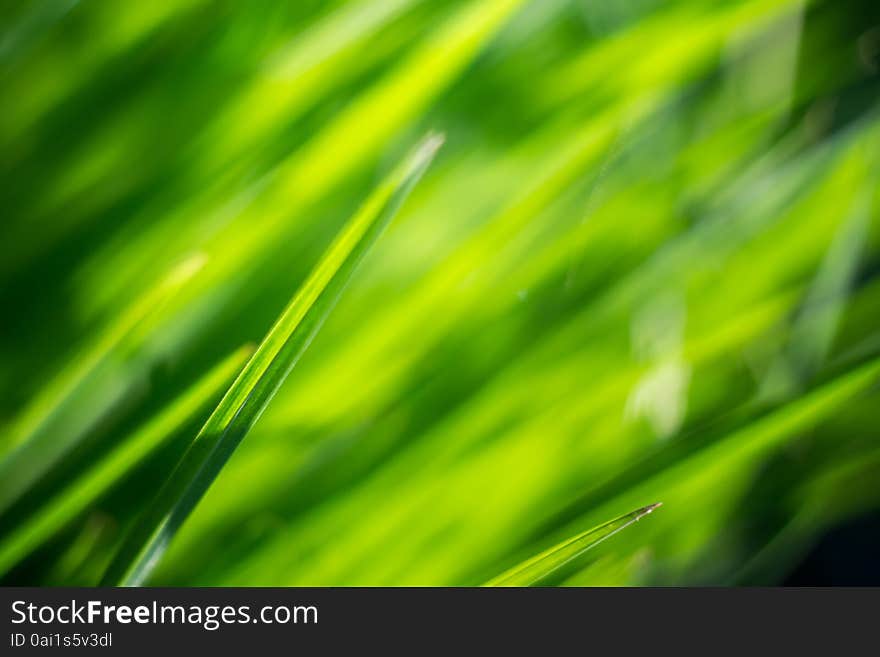 Fresh green grass with dew drops, macro photo with bokeh lights. Fresh green grass with dew drops, macro photo with bokeh lights.