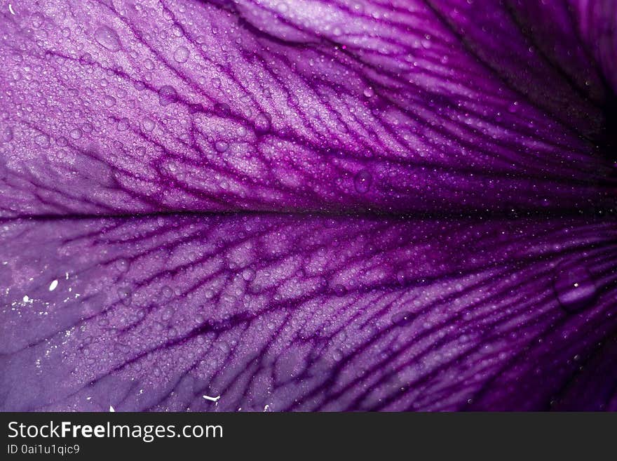 Petunia Flower