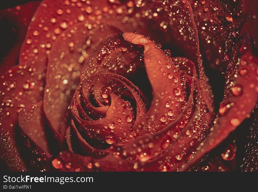 Red rose in water drops, shallow focus, vintage photo effect with paper texture. Red rose in water drops, shallow focus, vintage photo effect with paper texture.