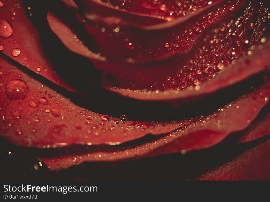 Red rose in water drops, shallow focus, vintage photo effect with paper texture. Red rose in water drops, shallow focus, vintage photo effect with paper texture.