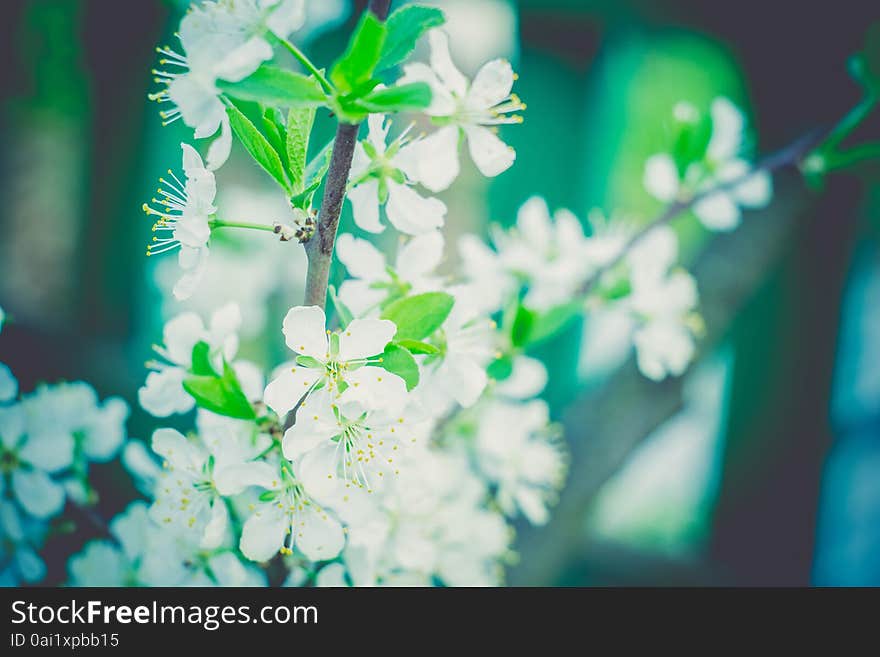 White Blossom In Spring Retro