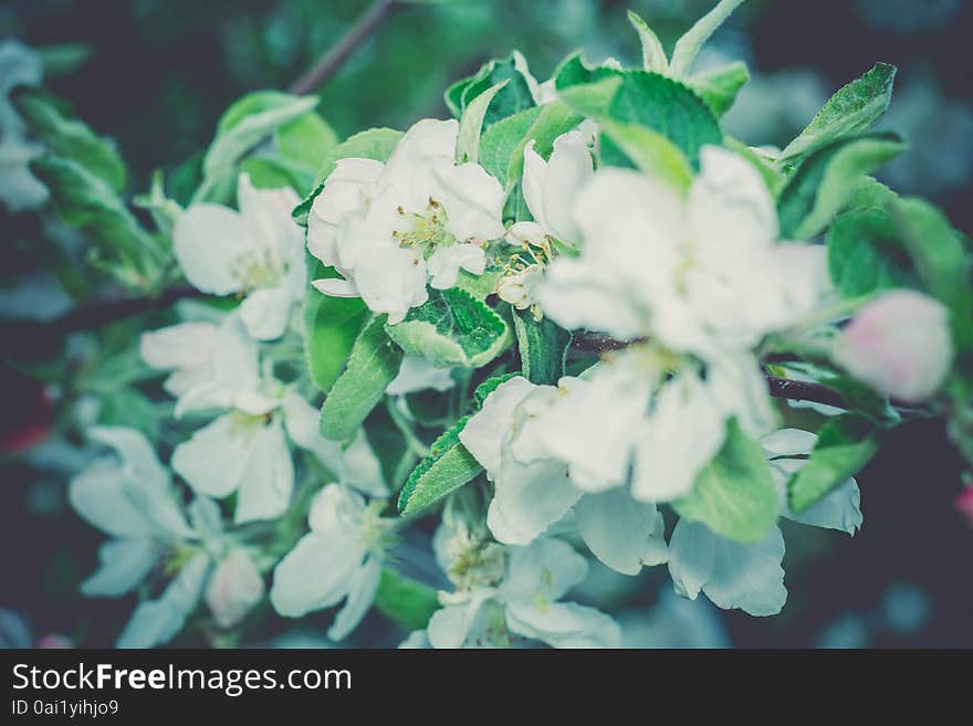 White flowers of the blooming spring tree branches, vintage color effect. White flowers of the blooming spring tree branches, vintage color effect.