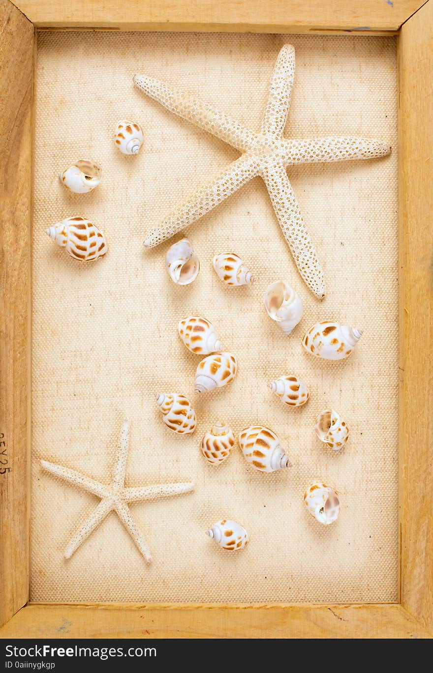 Vintage image of conch shell and starfish