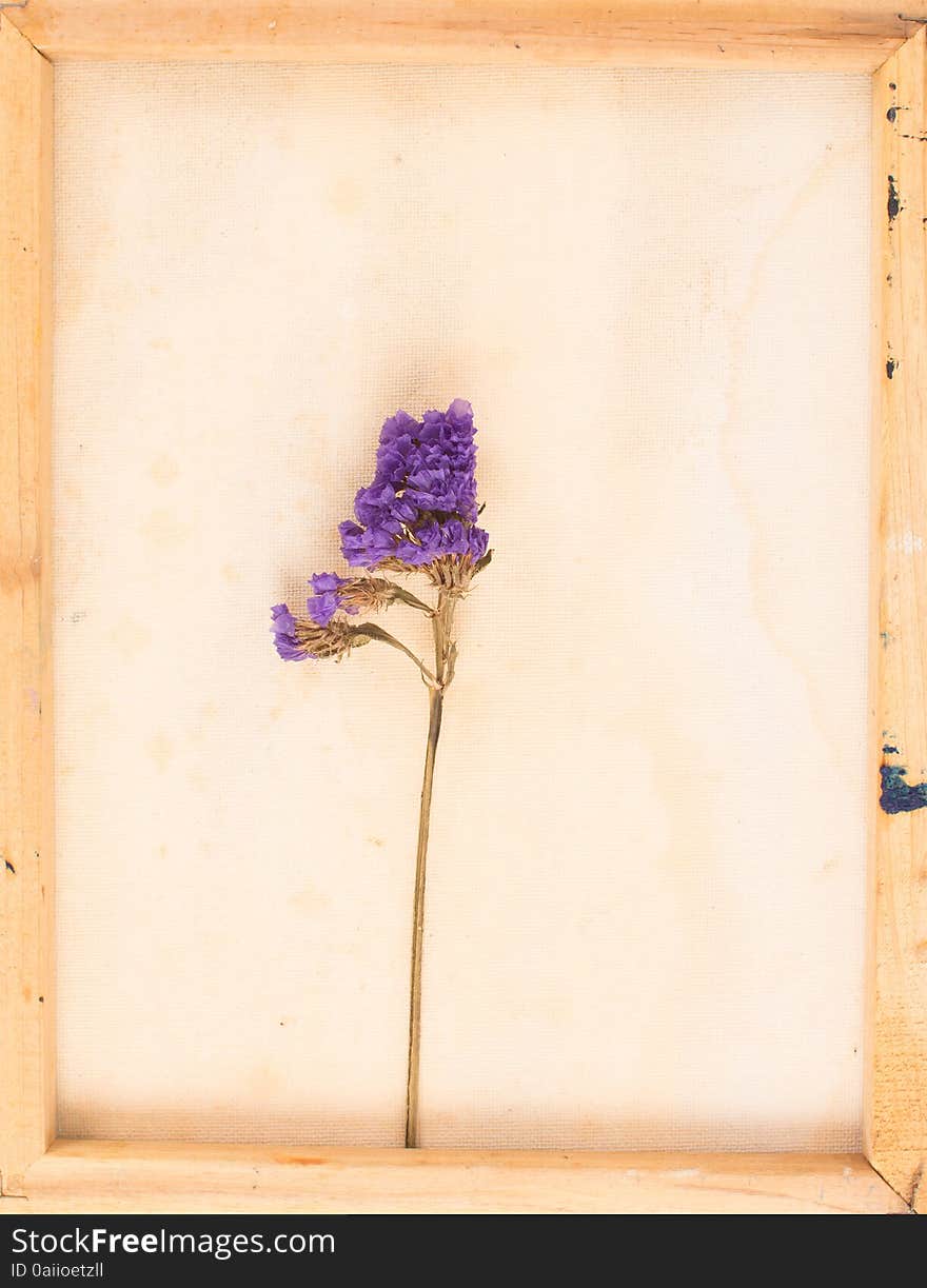 Vintage image of dried flowers