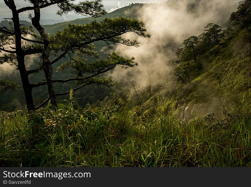 Photo Of Pine Trees On The Mountains With Fog