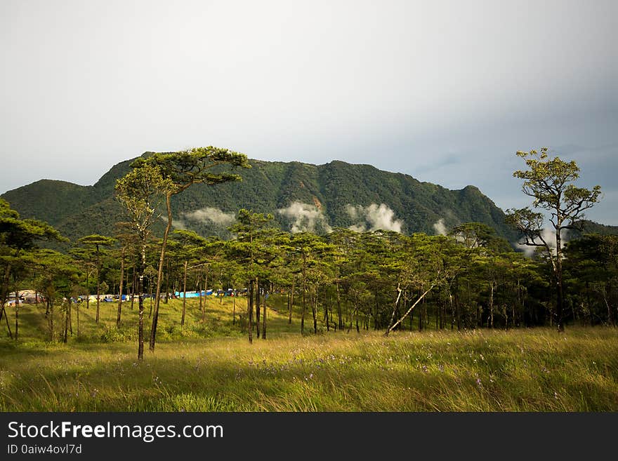 Photo of meadow and pine forest