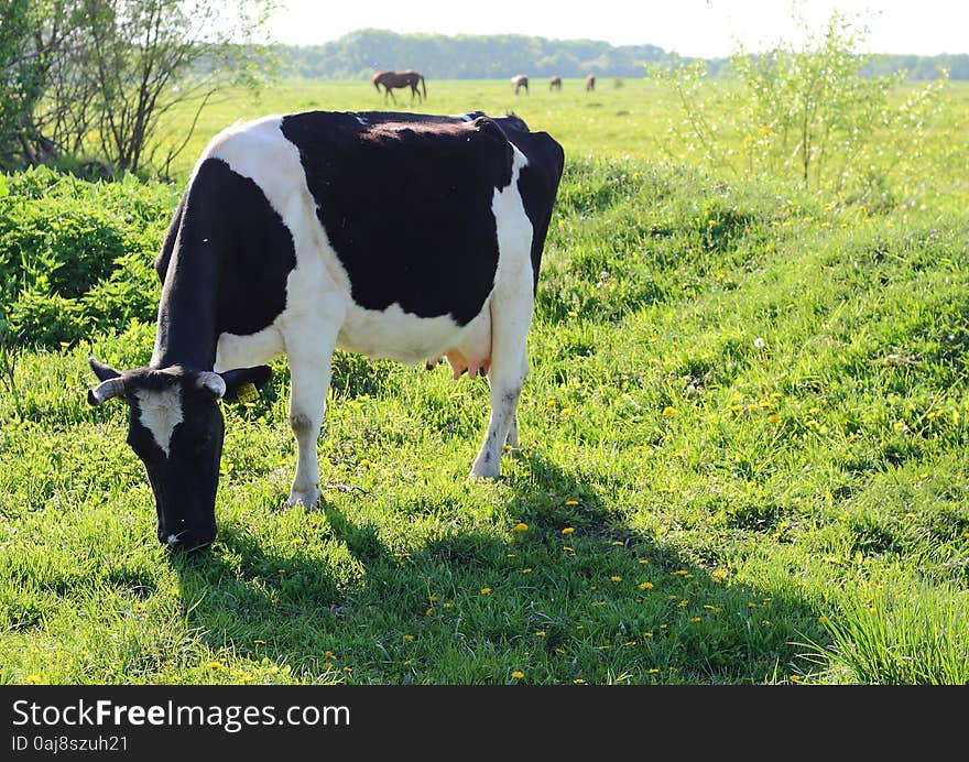 Cow Is Grazing In The Meadow