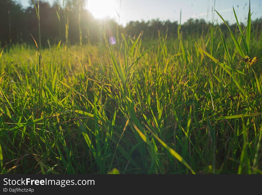 Green grass on a sunny summer day. Green grass on a sunny summer day