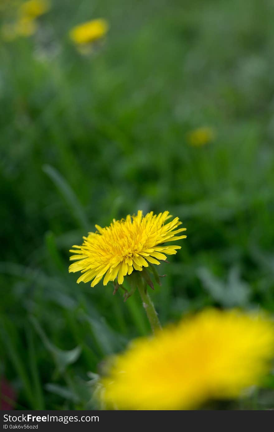 Yellow Dandelion Flowers