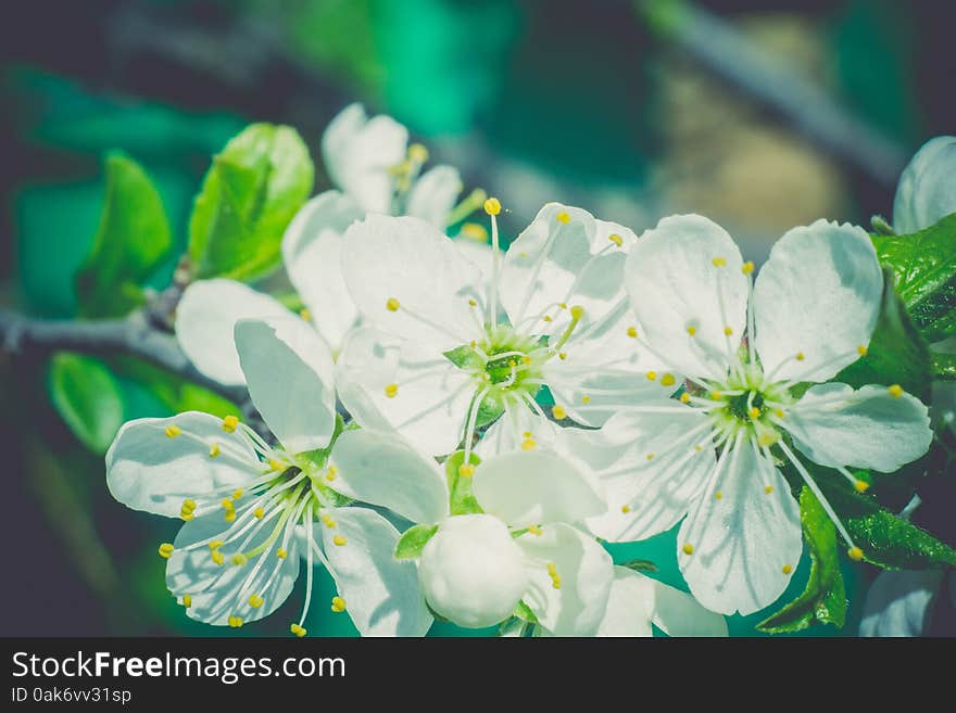 White flowers of the blooming spring tree branches, vintage color effect. White flowers of the blooming spring tree branches, vintage color effect.