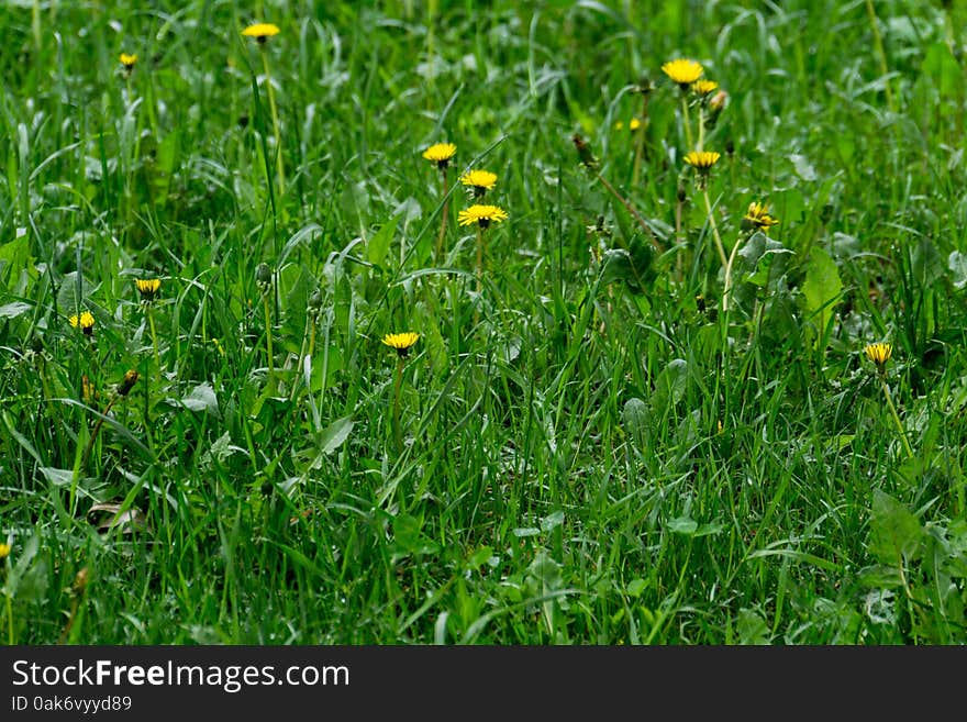 Yellow Dandelion Flowers