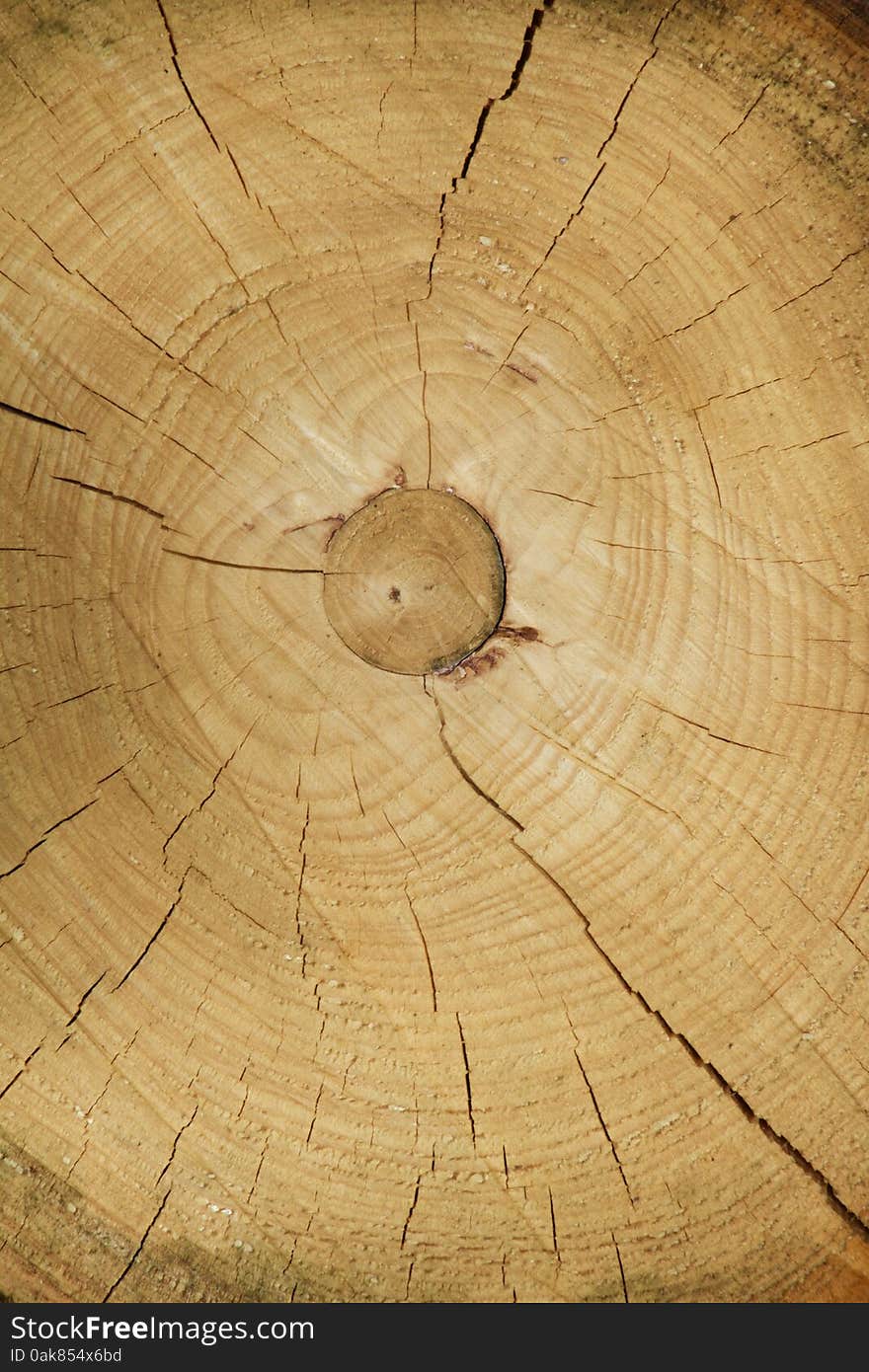 Cross Section Of Tree Trunk Showing Growth Rings