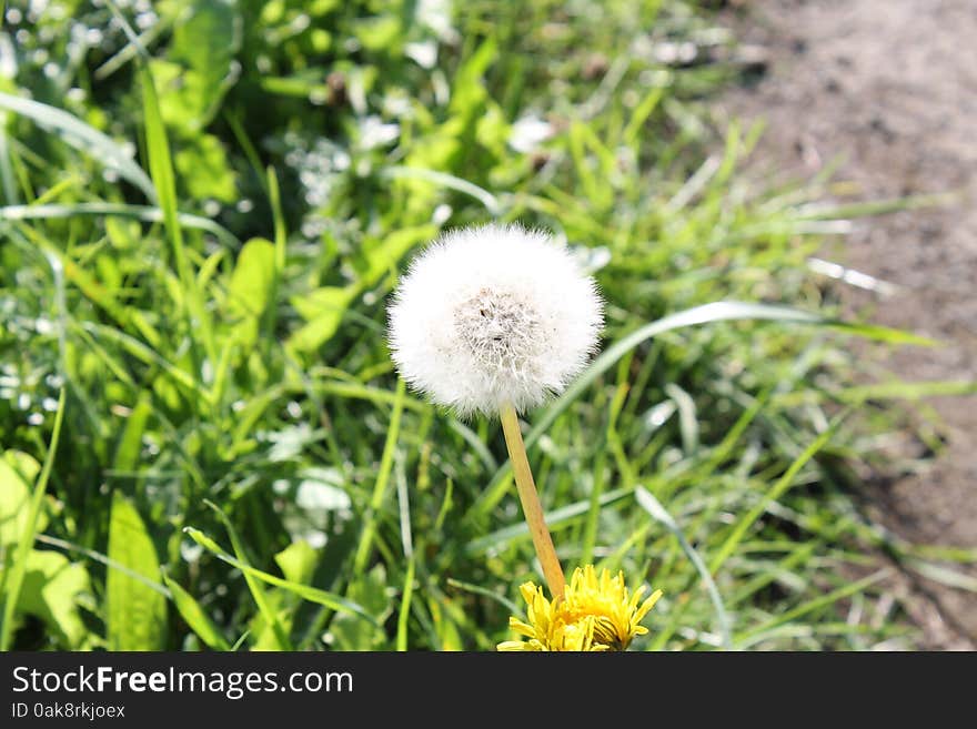 Blowball Dandelion with Grass in Background