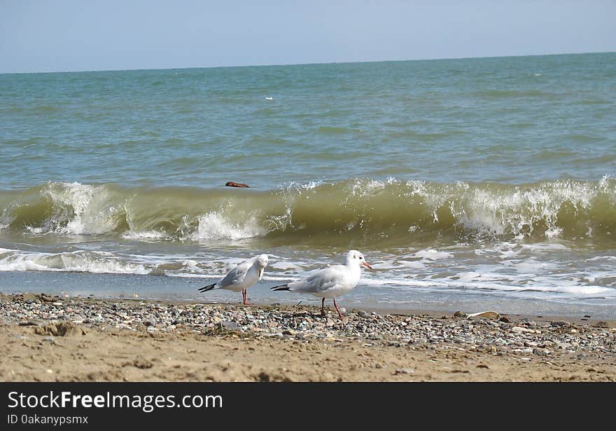 Gulls on the beach