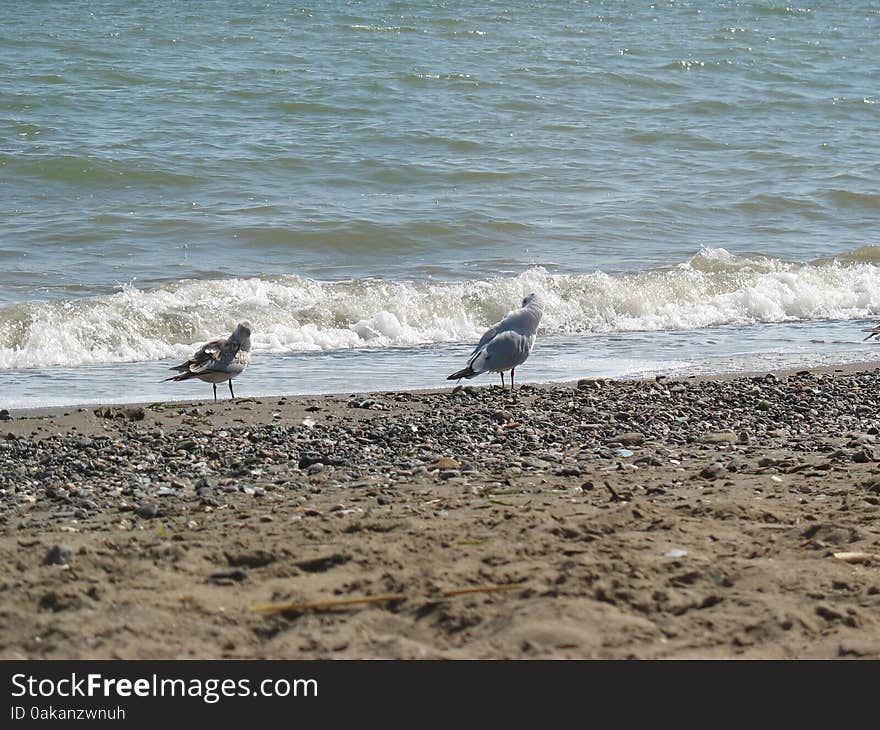 Seagulls on the shore reflected in calm water. Seagulls on the shore reflected in calm water