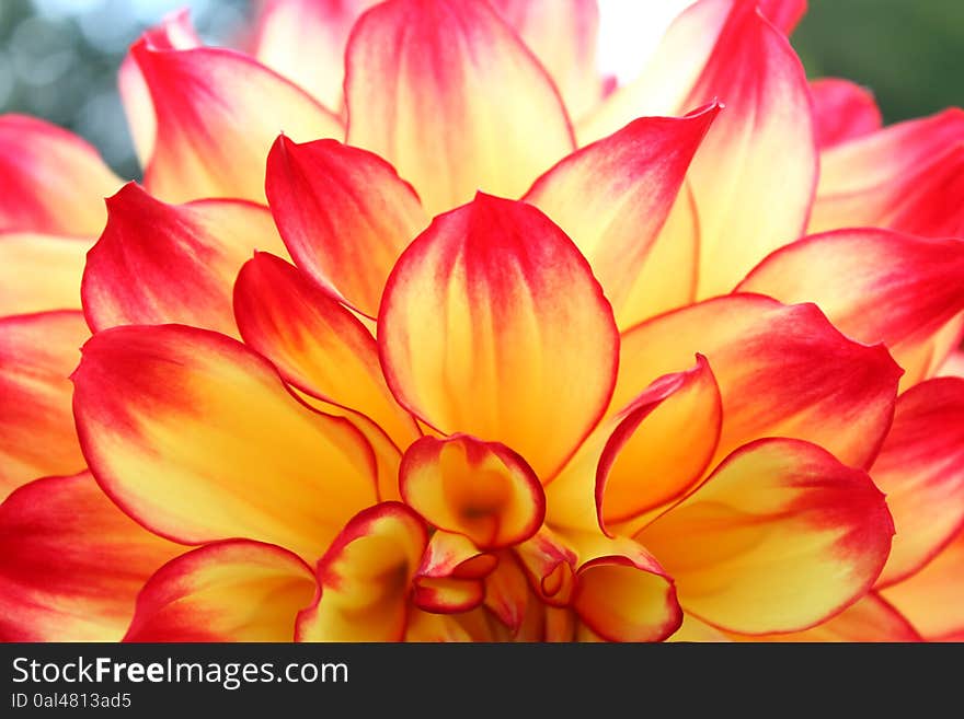 Dahlia Red and Yellow Close Up Dahlias Flower