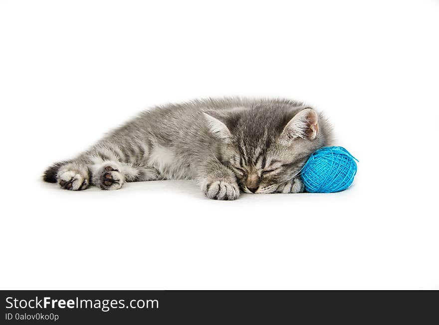 British kitten, funny, white, isolated