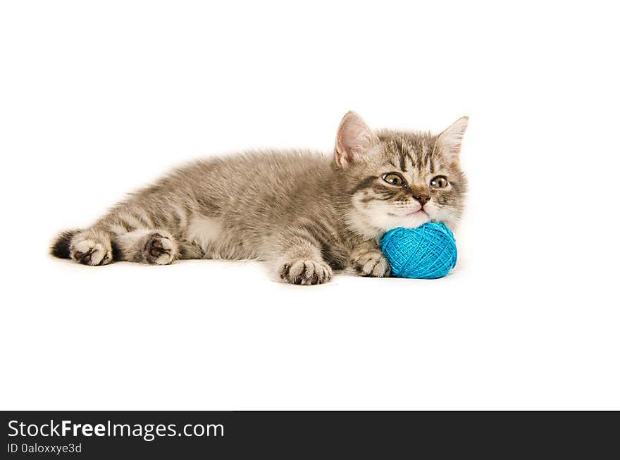 British kitten funny white, isolated, playing