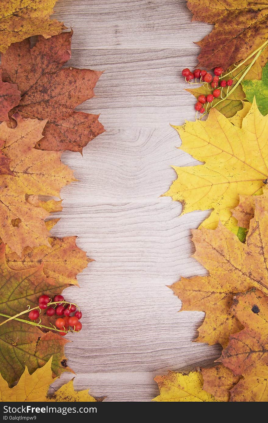 Autumn maple leaves on wooden background