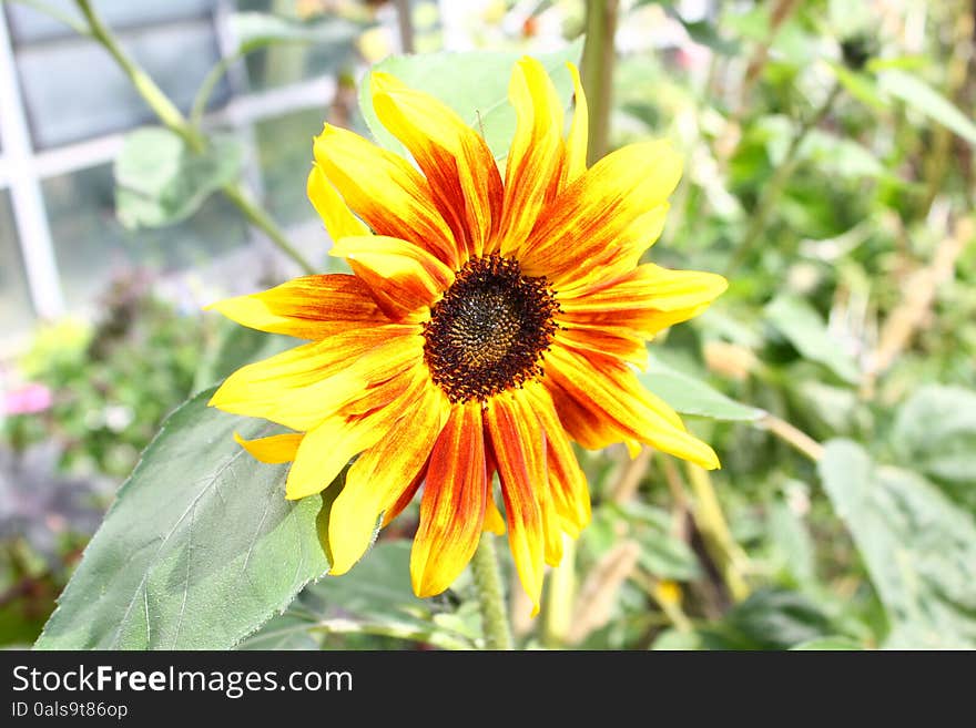 Small Sunflower in the Sun