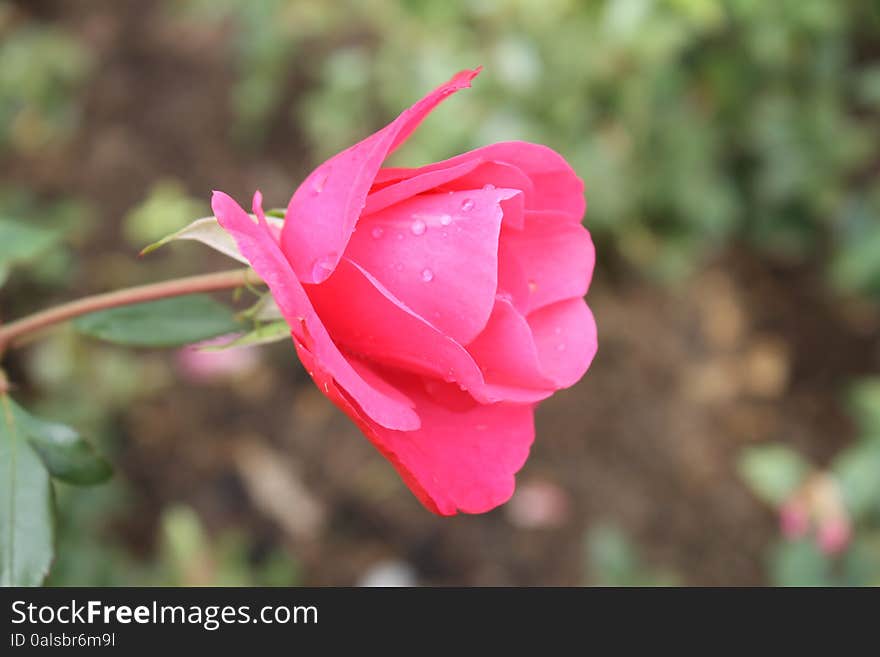 A Small rose with small water droplets and non-focused background. A Small rose with small water droplets and non-focused background.