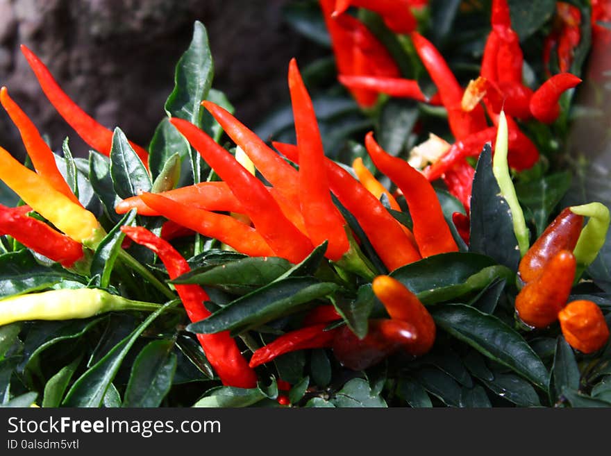 Small Peppers Paprika Growing Close Up