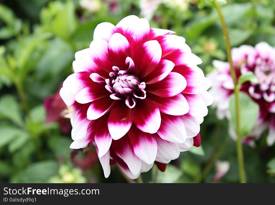 A Close Up of a beautiful Dahlia with Red and White Colours. A Close Up of a beautiful Dahlia with Red and White Colours.