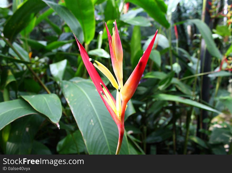 An Exotic Plant blooming with Jungle in the Background. Close up. An Exotic Plant blooming with Jungle in the Background. Close up.