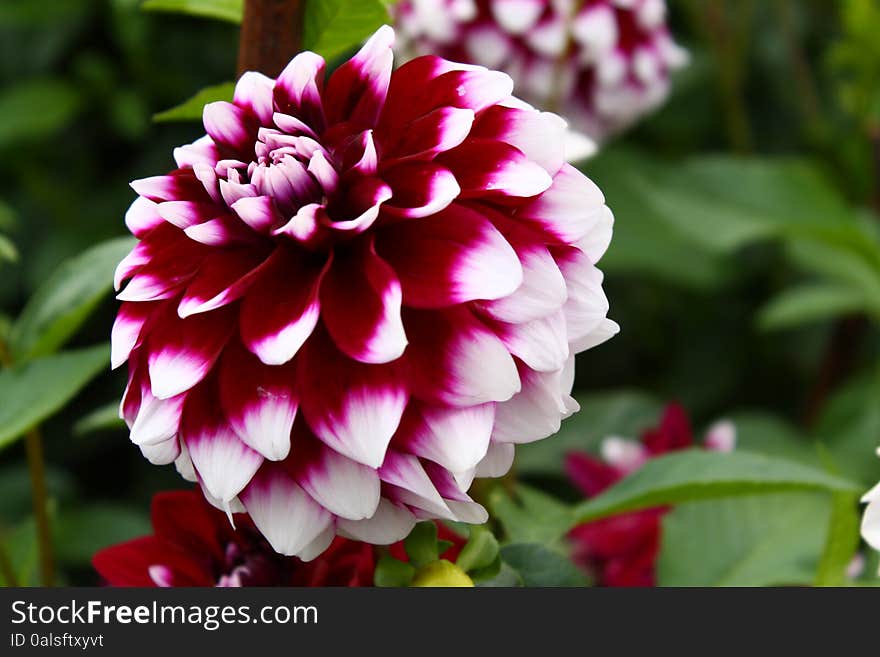 Dahlia White and Dark-red with Green Leaves