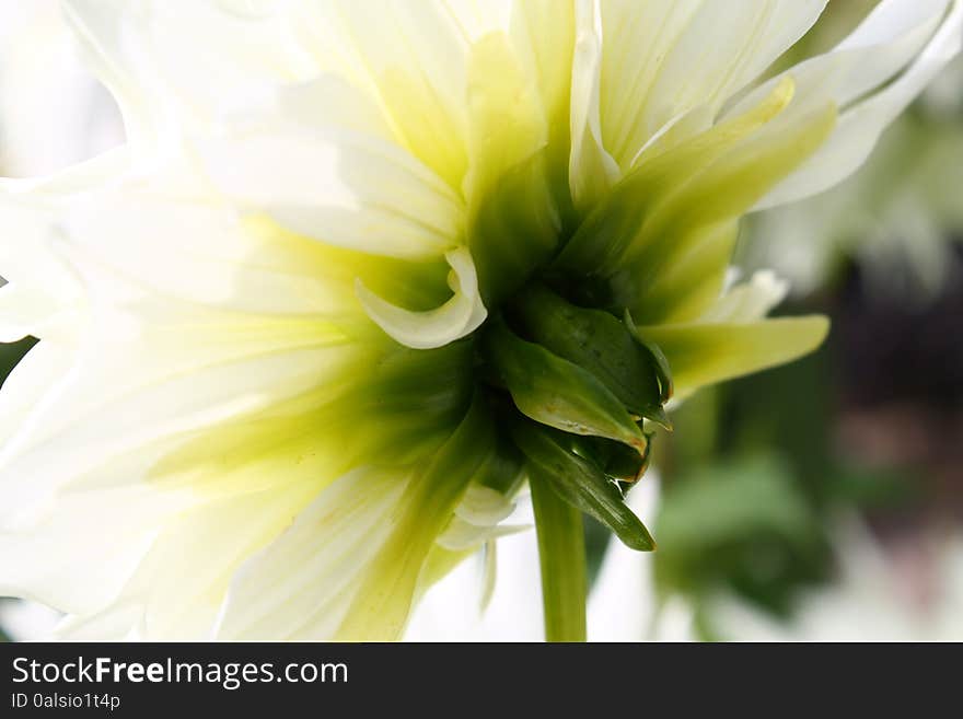 A close up Shot of a Dahlia from the Back with sun shining through Leaves.