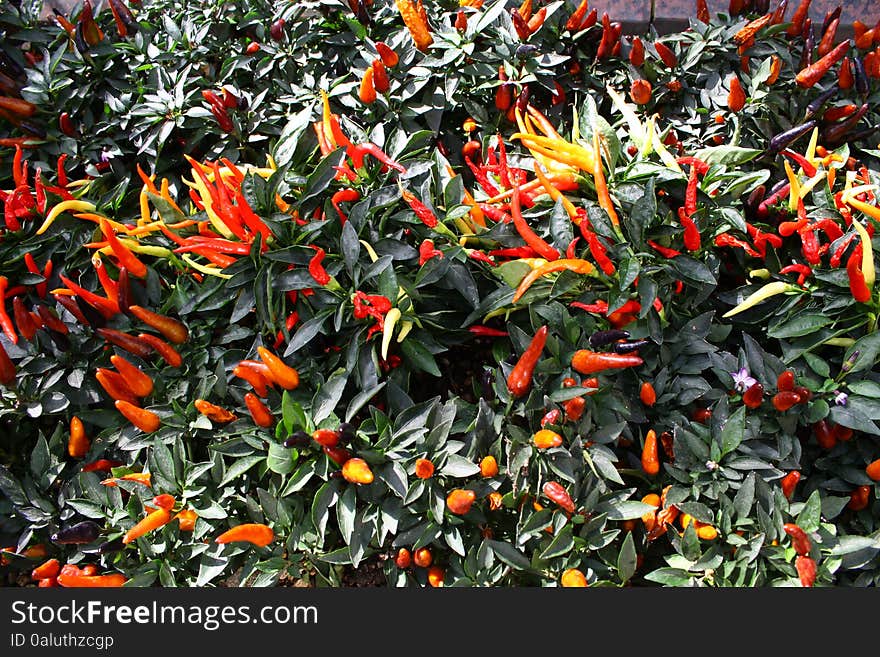 Fresh and Small Peppers Paprika Growing