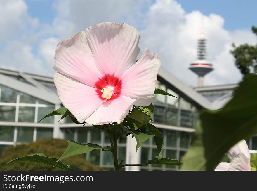 A Single Flower In Front Of Industry Halls And A Big Tower