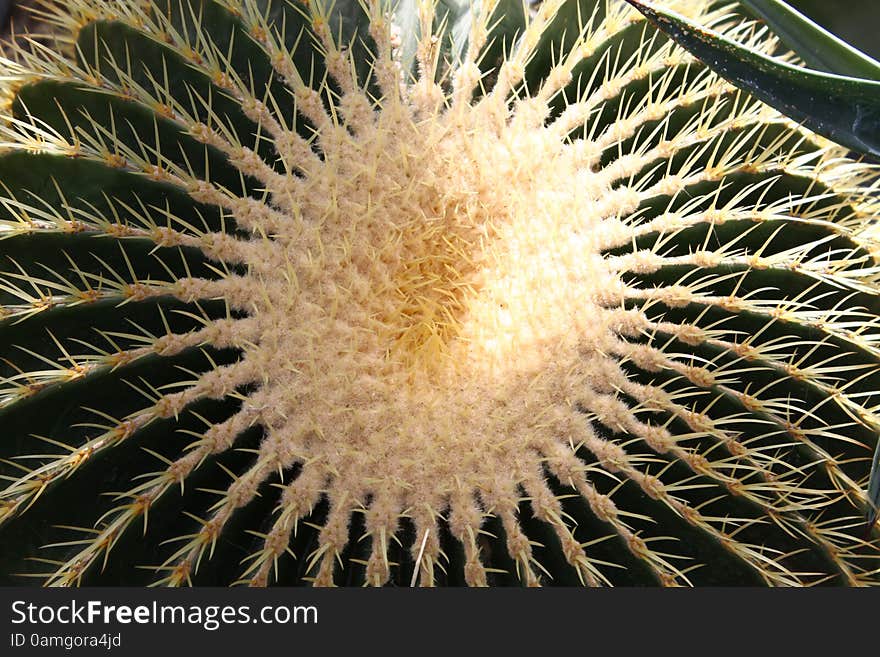 A close up of an exotic cactus plant. A close up of an exotic cactus plant.