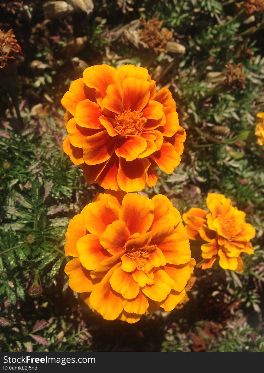 Tagetes Flowers On Long Beach, Long Island.