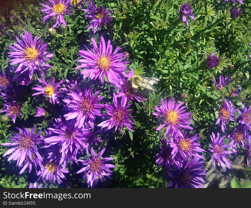 A Bee on a purple daisy aster flower on Long Beach, Long Island, New York. A Bee on a purple daisy aster flower on Long Beach, Long Island, New York.