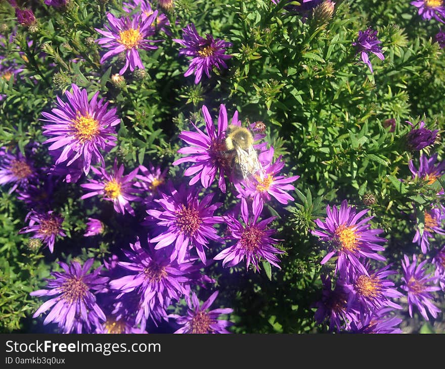 A Bee on a Daisy Aster Flower on Long Beach, Long Island.