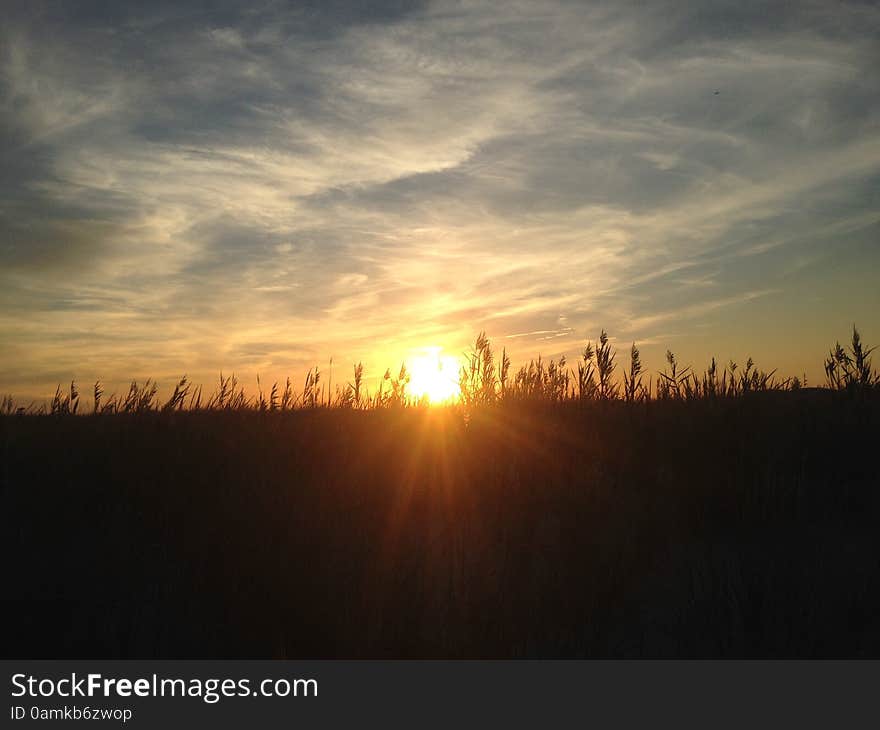 Phragmites Grass During Sunset On Nickerson Beach.