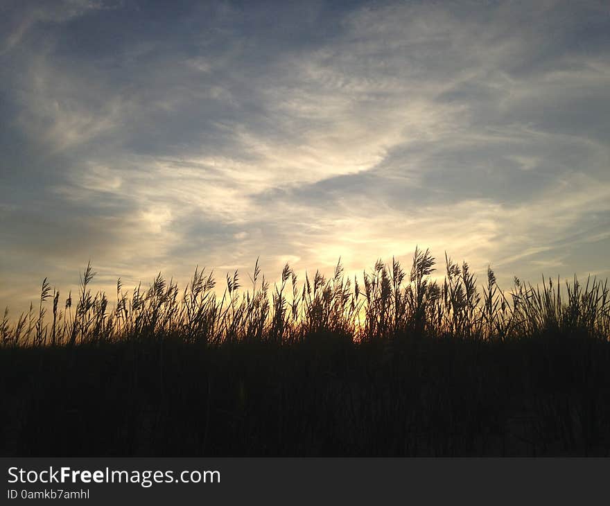 Phragmites Grass during Sunset on Nickerson Beach.