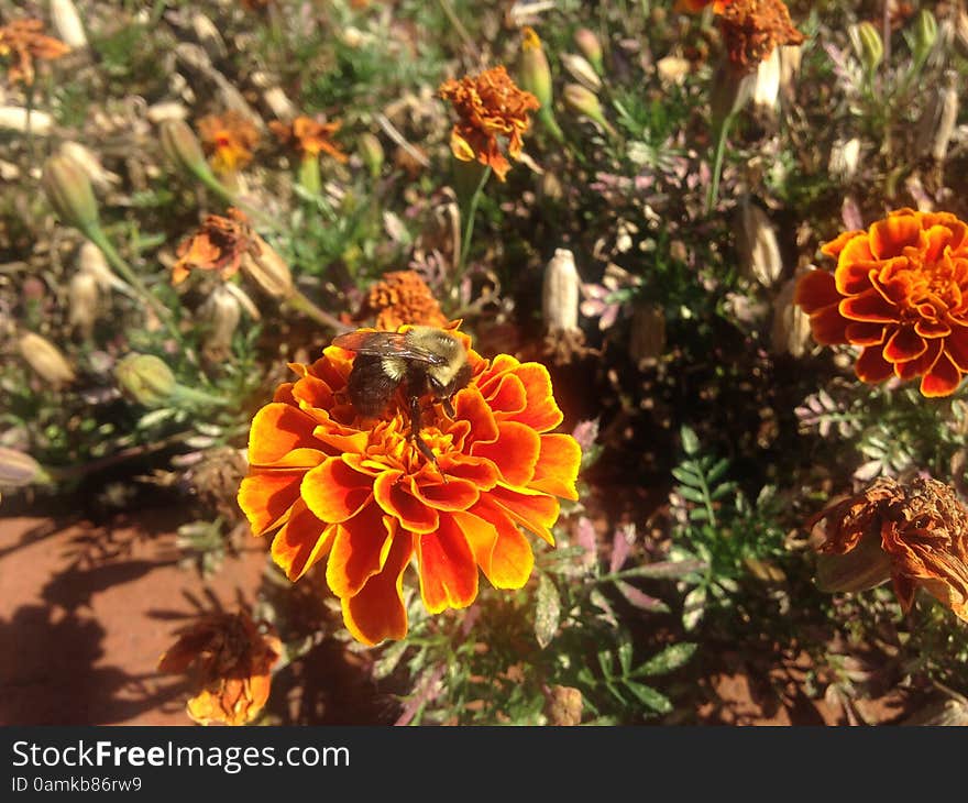 A Bee on a Tagetes Flower on Long Beach, Long Island.