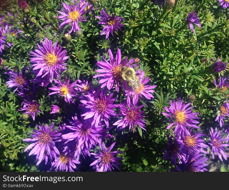 A Bee on a Daisy Aster Flower on Long Beach, Long Island.